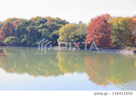 秋の公園 鮮やか紅葉 ラクウショウの木 秋の公園 鮮やか紅葉 ラクウショウの木 138411050