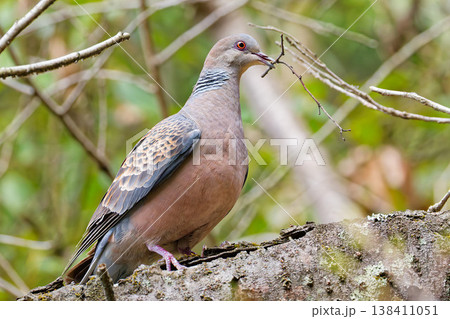 森で巣材を集めるキジバト 138411051