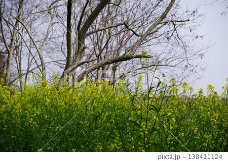 芽吹きの季節を感じる黄色い花と木々の自然風景 芽吹きの季節を感じる黄色い花と木々の自然風景 138411124