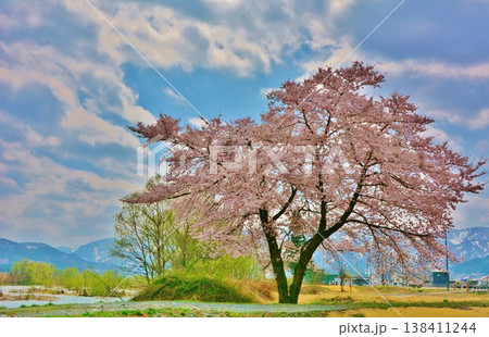満開に咲く新潟県南魚沼市田園の桜 満開に咲く新潟県南魚沼市田園の桜 138411244