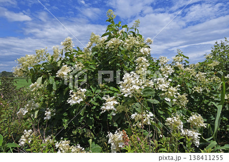 ノリウツギ(北海道・鶴居村) ノリウツギ(北海道・鶴居村) 138411255