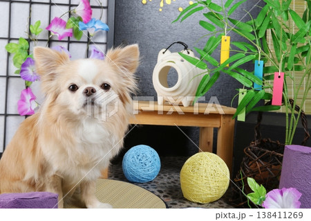 夏小物とチワワの可愛い和風シーン 138411269