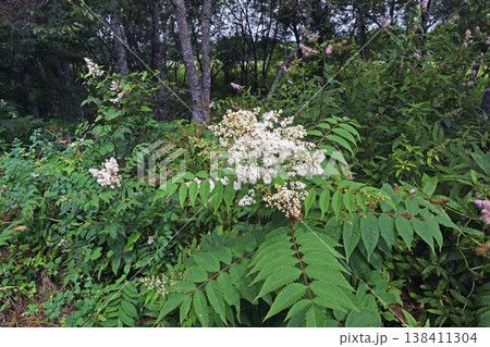 ホザキナナカマド(北海道・鶴居村) ホザキナナカマド(北海道・鶴居村) 138411304