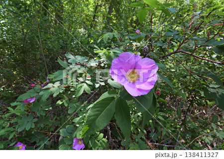 カラフトイバラ（北海道・鶴居村） 138411327