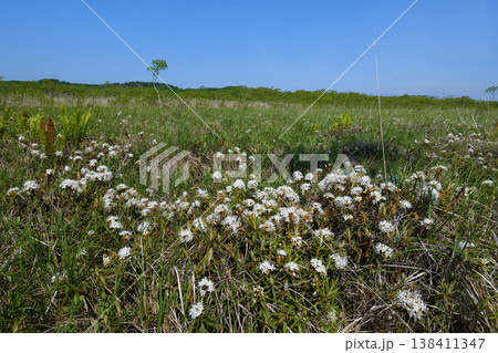イソツツジの群落（北海道・釧路湿原） 138411347