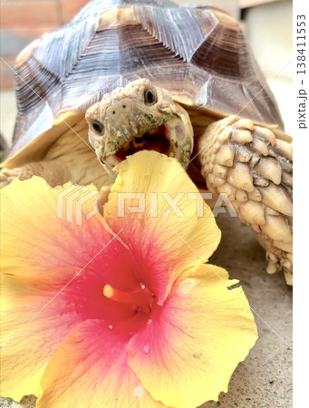 ハイビスカスをおいしそうに食べるケヅメリクガメ ハイビスカスをおいしそうに食べるケヅメリクガメ 138411553
