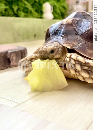 パイナップルをかじるケヅメリクガメ パイナップルをかじるケヅメリクガメ 138411554