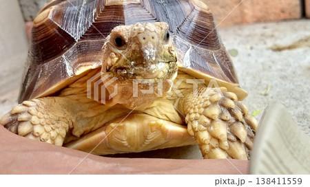 顔がカルシウム剤まみれのケヅメリクガメ 138411559