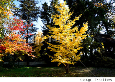 西念寺の紅葉 2025-11-16 #24 西念寺の紅葉 2025-11-16 #24 138411569