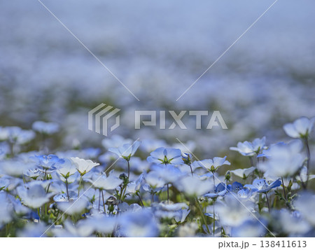 空へ続く花の海。幻想的なブルーに染まるネモフィラの花園 空へ続く花の海。幻想的なブルーに染まるネモフィラの花園 138411613