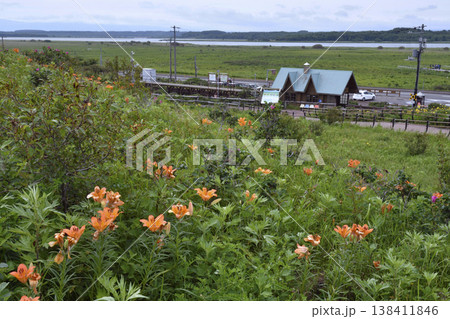 エゾスカシユリの群落と原生花園駅(北海道・小清水町) エゾスカシユリの群落と原生花園駅(北海道・小清水町) 138411846