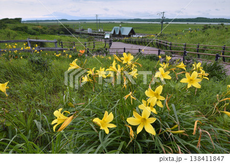 エゾキスゲの群落と原生花園駅（北海道・小清水町） 138411847