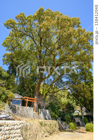 引作の大楠 天然記念物 三重県 引作の大楠 天然記念物 三重県 138412048