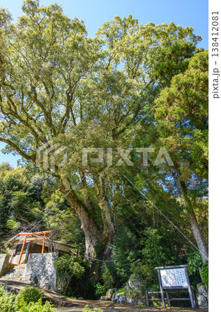 引作神社の大楠 天然記念物 三重県 引作神社の大楠 天然記念物 三重県 138412081
