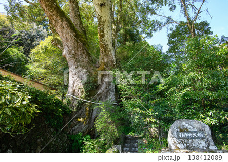 引作の大楠　天然記念物　三重県 138412089