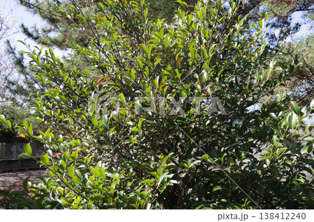 地域の神社の植えてある神事用の榊 138412240
