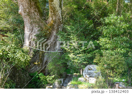 引作の大楠　天然記念物　三重県 138412403
