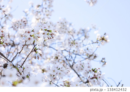 桜の花と青い空 ソフトな春イメージ 桜の花と青い空 ソフトな春イメージ 138412432
