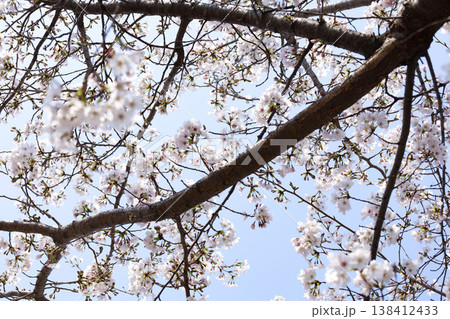 桜の花と青い空 ソフトな春イメージ 桜の花と青い空 ソフトな春イメージ 138412433