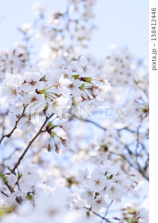 桜の花と青い空　ソフトな春イメージ 138412446