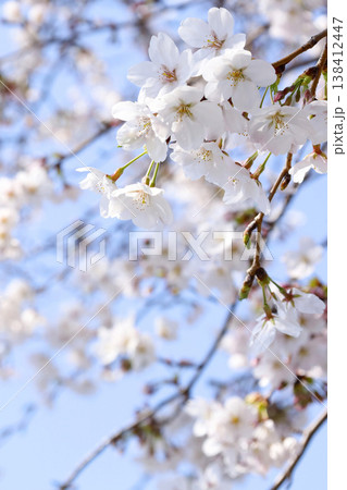 青空に映える桜 薄紅色で淡いイメージ 青空に映える桜 薄紅色で淡いイメージ 138412447