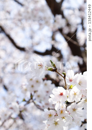 満開に咲いた桜　ソフトなイメージ 138412449