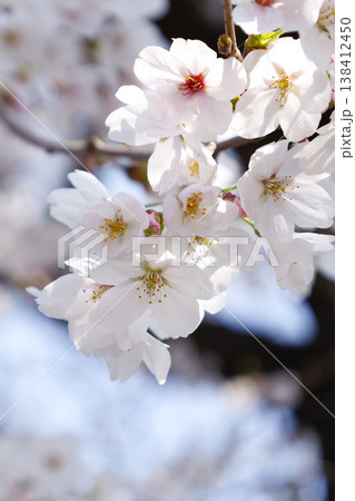 青空に映える桜 薄紅色で淡いイメージ 青空に映える桜 薄紅色で淡いイメージ 138412450
