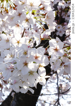 満開に咲いた桜 ソフトなイメージ 満開に咲いた桜 ソフトなイメージ 138412454