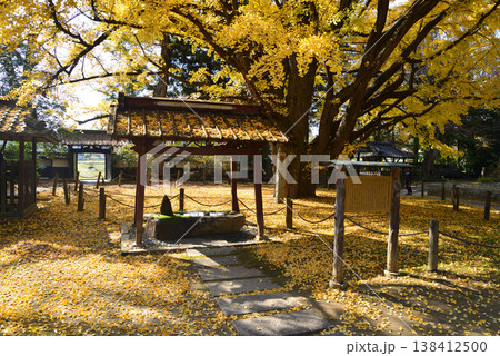 西念寺の紅葉 2025-11-16 #31 西念寺の紅葉 2025-11-16 #31 138412500