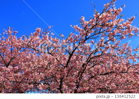笠松河津桜ロード 満開の河津桜 笠松河津桜ロード 満開の河津桜 138412522
