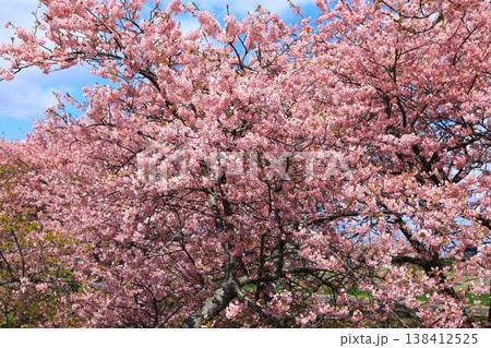 笠松河津桜ロード　満開の河津桜 138412525