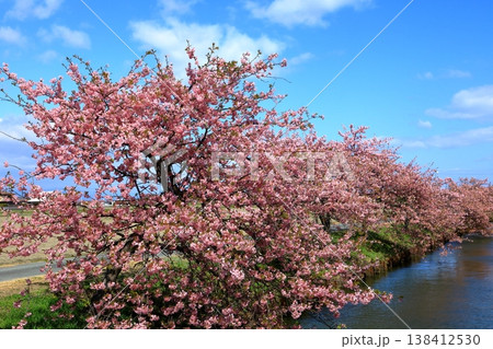 笠松河津桜ロード　満開の河津桜 138412530