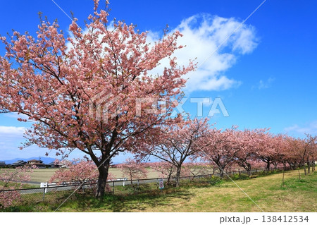 笠松河津桜ロード 満開の河津桜 笠松河津桜ロード 満開の河津桜 138412534