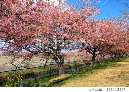 笠松河津桜ロード 満開の河津桜 笠松河津桜ロード 満開の河津桜 138412535