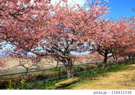 笠松河津桜ロード 満開の河津桜 笠松河津桜ロード 満開の河津桜 138412536