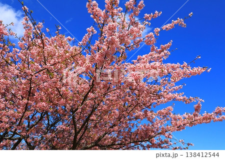 笠松河津桜ロード 満開の河津桜 笠松河津桜ロード 満開の河津桜 138412544