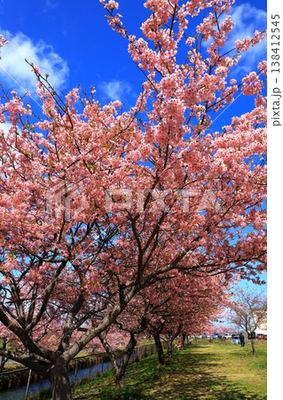 笠松河津桜ロード　満開の河津桜 138412545