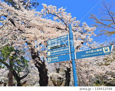 桜が咲く春の案内標識 138412598