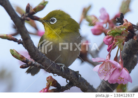 桜の蜜を吸うメジロ 桜の蜜を吸うメジロ 138412637