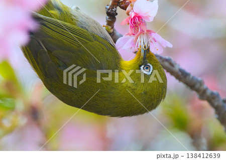 桜の蜜を吸うメジロ 桜の蜜を吸うメジロ 138412639