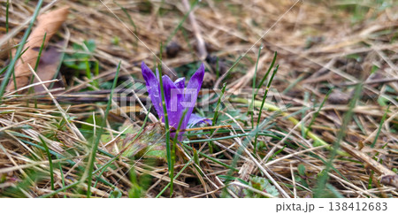 Purple crocuses in withered old grass close-up in spring. The arrival of spring, the beginning of flowering in the mountains. High quality photo Purple crocuses in withered old grass close-up in spring. The arrival of spring, the beginning of flowering in the mountains. High quality photo 138412683