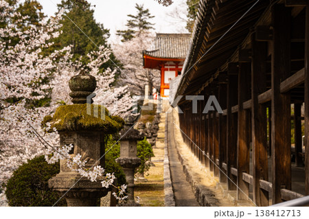 桜に囲まれた吉備津神社の廻廊 138412713