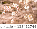 満開に咲いた桜の花 138412744