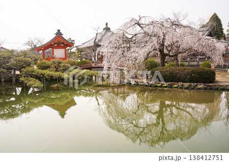 水面に映る宇賀神社のしだれ桜 水面に映る宇賀神社のしだれ桜 138412751