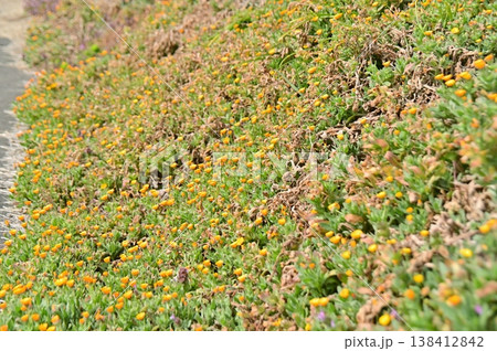 道路の土手を埋め尽くす黄色い小さな花 道路の土手を埋め尽くす黄色い小さな花 138412842