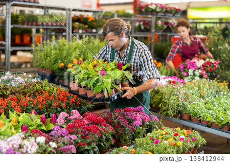 Middle-aged salesman arranging flower-pots with different flowers Middle-aged salesman arranging flower-pots with different flowers 138412944