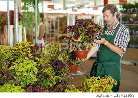 Adult man holding coleus in pot Adult man holding coleus in pot 138412959