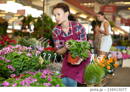 Female employee sorts out goods, carries out daily care with young geranium plant Female employee sorts out goods, carries out daily care with young geranium plant 138413077