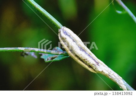 チョウセンカマキリの卵（卵鞘） 138413092