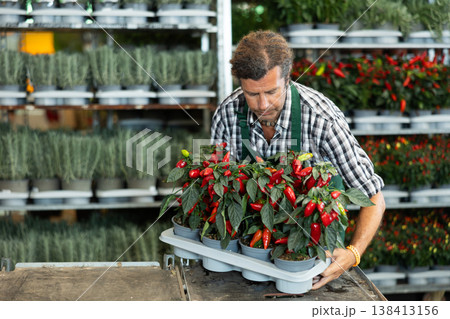 Middle-aged salesman holding garden-pots with decorative pepper Middle-aged salesman holding garden-pots with decorative pepper 138413156